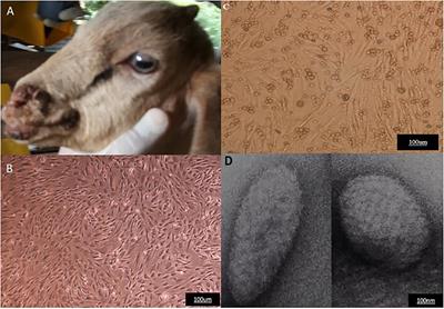 Genome-Wide Analysis and Molecular Characterization of Orf Virus Strain UPM/HSN-20 Isolated From Goat in Malaysia